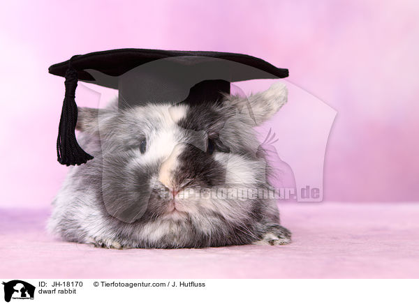 Zwergkaninchen / dwarf rabbit / JH-18170