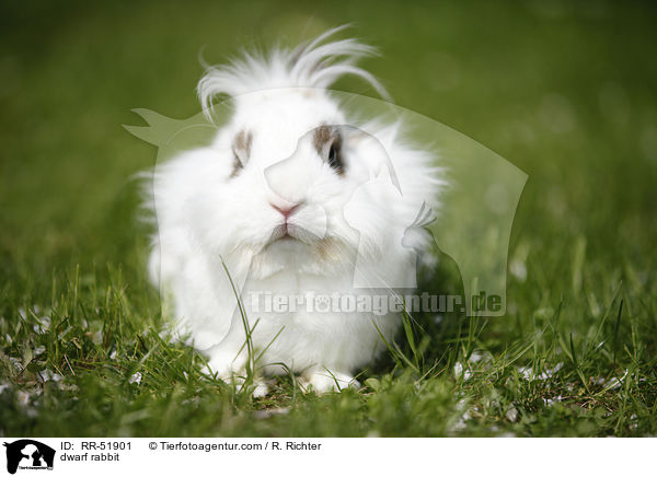 dwarf rabbit / RR-51901