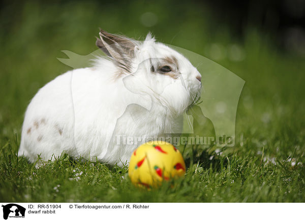 dwarf rabbit / RR-51904