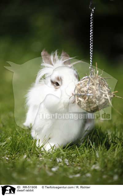 Zwergkaninchen / dwarf rabbit / RR-51906