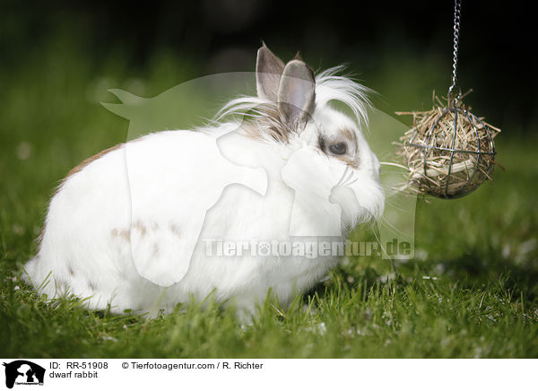Zwergkaninchen / dwarf rabbit / RR-51908