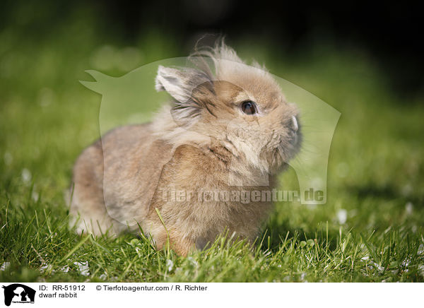 dwarf rabbit / RR-51912