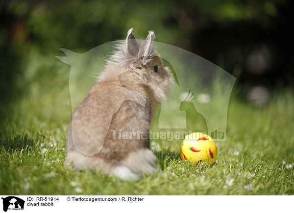 dwarf rabbit / RR-51914