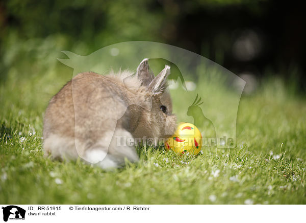 dwarf rabbit / RR-51915