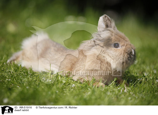 dwarf rabbit / RR-51916