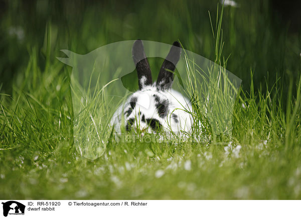 Zwergkaninchen / dwarf rabbit / RR-51920