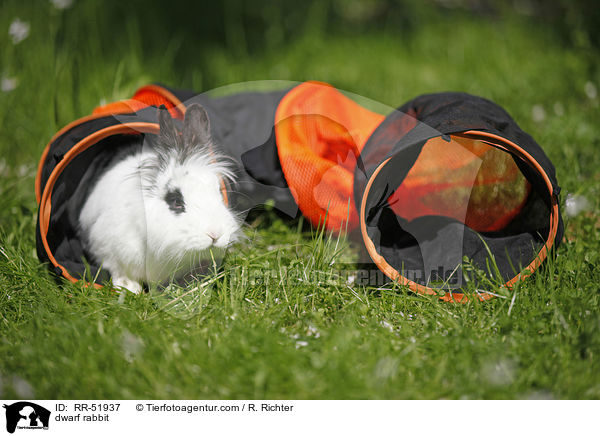 Zwergkaninchen / dwarf rabbit / RR-51937
