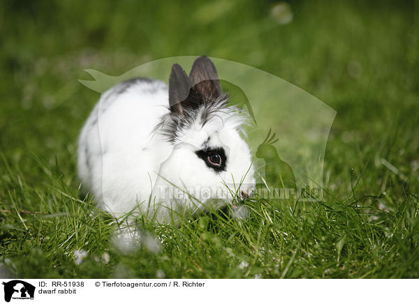 dwarf rabbit / RR-51938