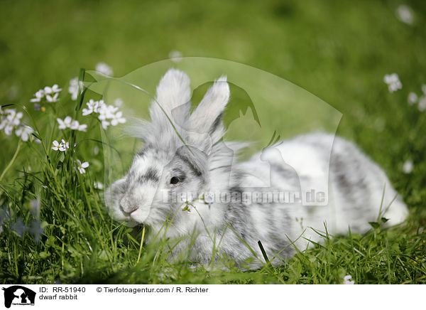 dwarf rabbit / RR-51940