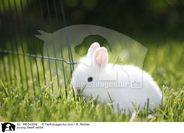 junges Zwergkaninchen / young dwarf rabbit / RR-54298