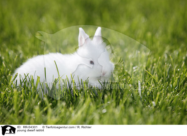 junges Zwergkaninchen / young dwarf rabbit / RR-54301