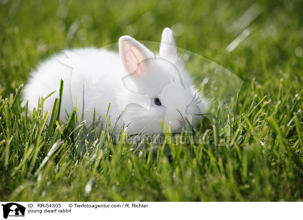 junges Zwergkaninchen / young dwarf rabbit / RR-54305