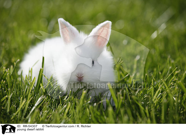junges Zwergkaninchen / young dwarf rabbit / RR-54307