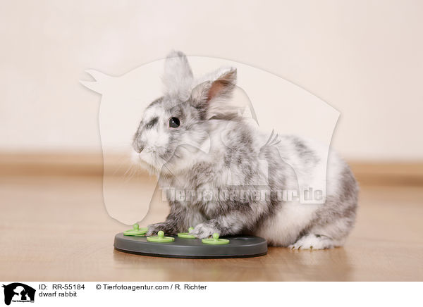 dwarf rabbit / RR-55184