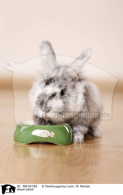 Zwergkaninchen / dwarf rabbit / RR-55188