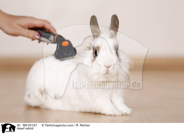 Zwergkaninchen / dwarf rabbit / RR-55197