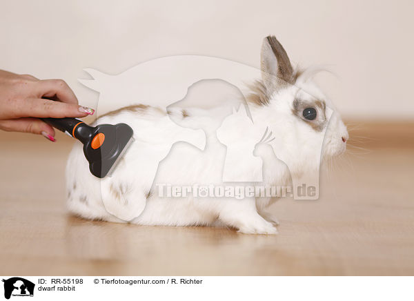 Zwergkaninchen / dwarf rabbit / RR-55198
