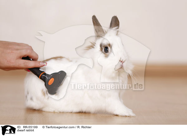 Zwergkaninchen / dwarf rabbit / RR-55199