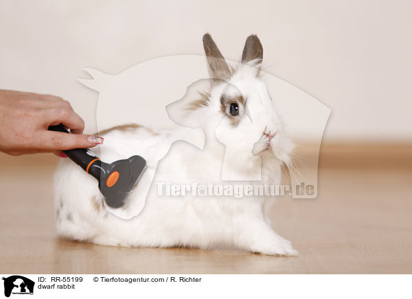 dwarf rabbit / RR-55199