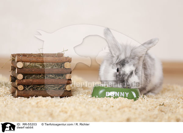 Zwergkaninchen / dwarf rabbit / RR-55203