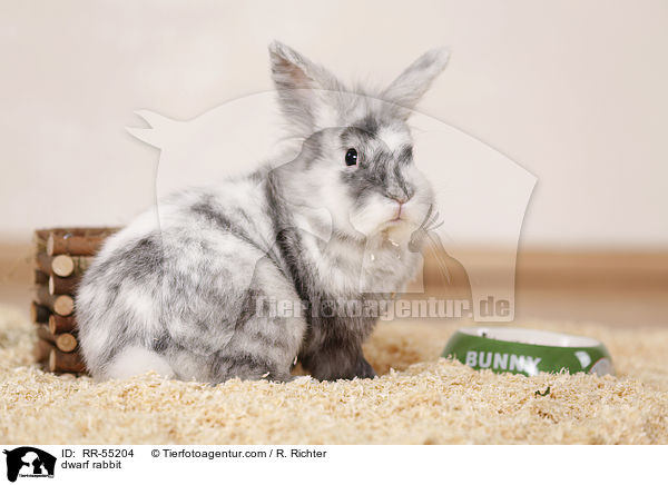 Zwergkaninchen / dwarf rabbit / RR-55204