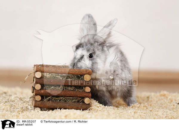 Zwergkaninchen / dwarf rabbit / RR-55207
