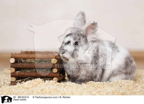 Zwergkaninchen / dwarf rabbit / RR-55210