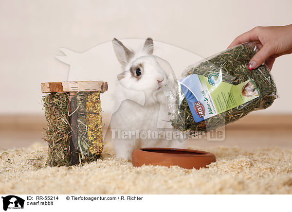 Zwergkaninchen / dwarf rabbit / RR-55214