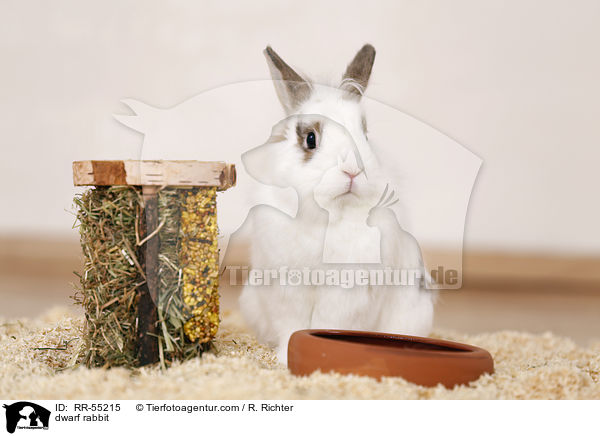 Zwergkaninchen / dwarf rabbit / RR-55215