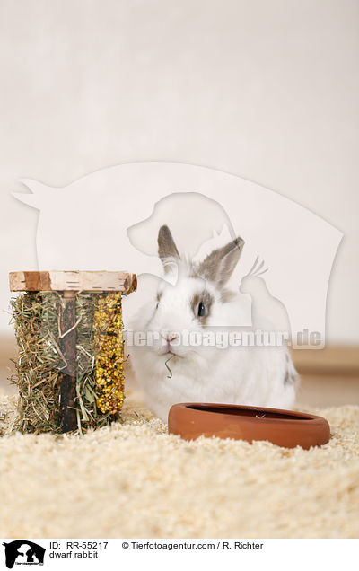 dwarf rabbit / RR-55217