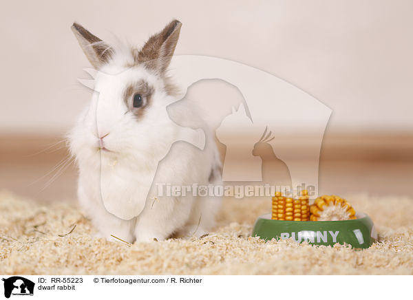 Zwergkaninchen / dwarf rabbit / RR-55223