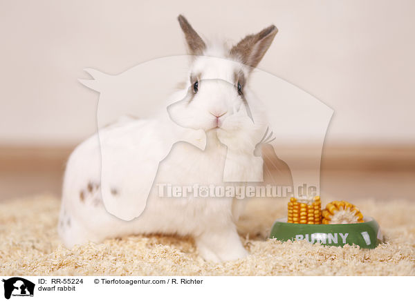 Zwergkaninchen / dwarf rabbit / RR-55224