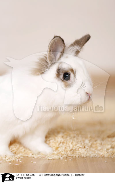 Zwergkaninchen / dwarf rabbit / RR-55225