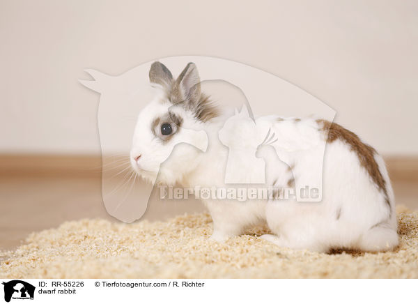 Zwergkaninchen / dwarf rabbit / RR-55226