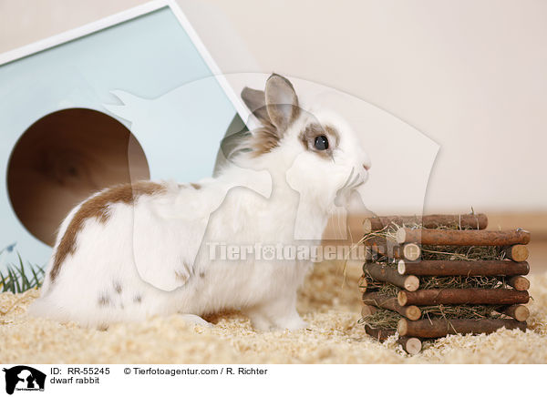 Zwergkaninchen / dwarf rabbit / RR-55245