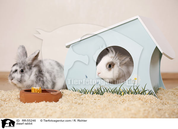 Zwergkaninchen / dwarf rabbit / RR-55246