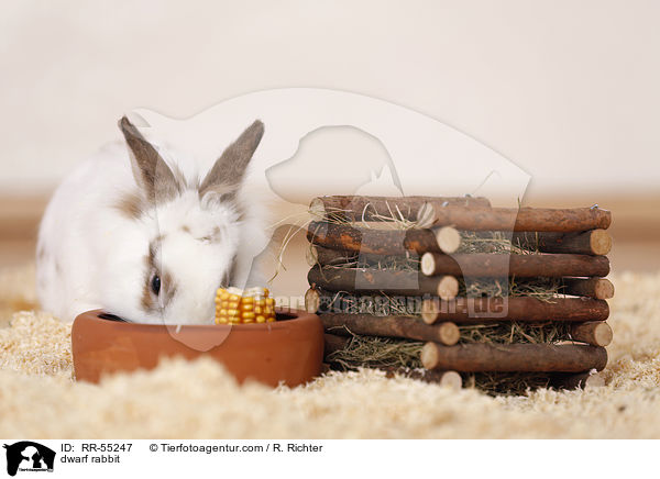 Zwergkaninchen / dwarf rabbit / RR-55247