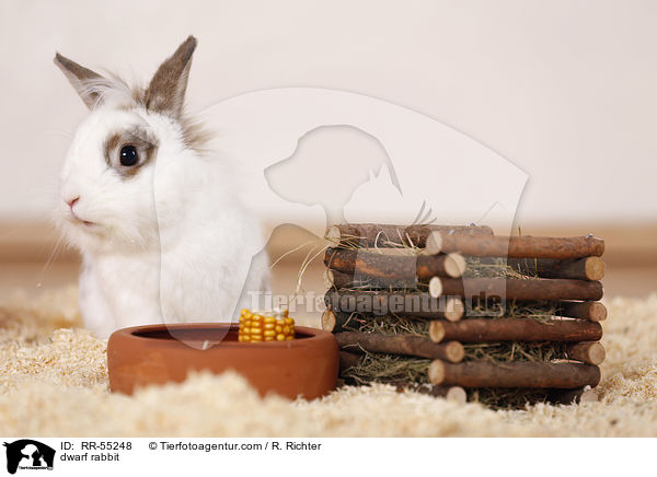 Zwergkaninchen / dwarf rabbit / RR-55248