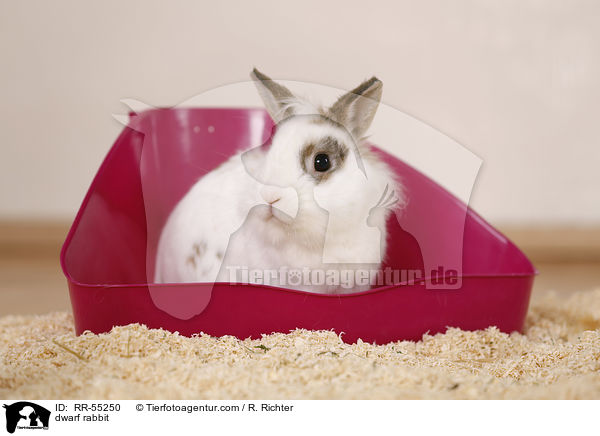 Zwergkaninchen / dwarf rabbit / RR-55250