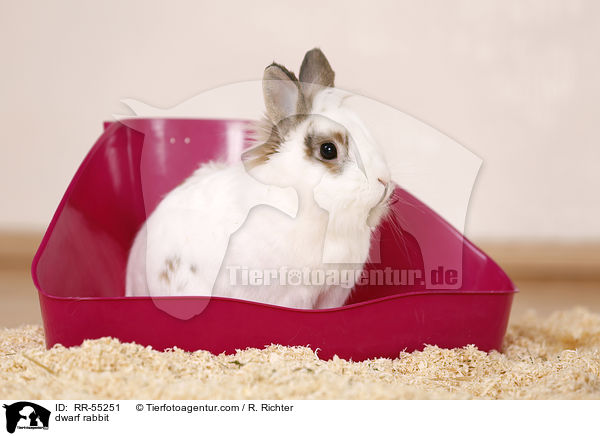 Zwergkaninchen / dwarf rabbit / RR-55251