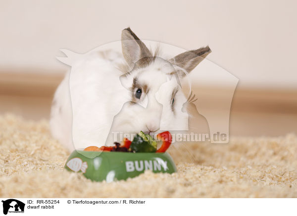 dwarf rabbit / RR-55254