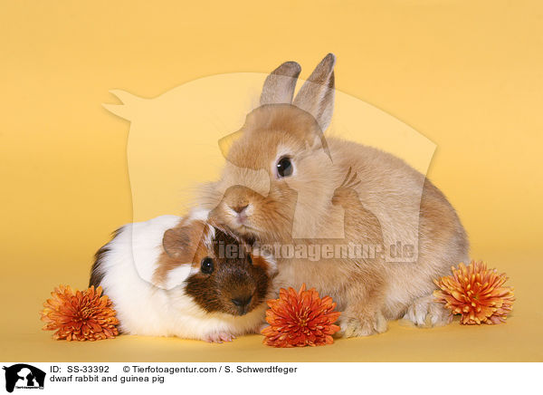 Zwergkaninchen und Meerschwein / dwarf rabbit and guinea pig / SS-33392