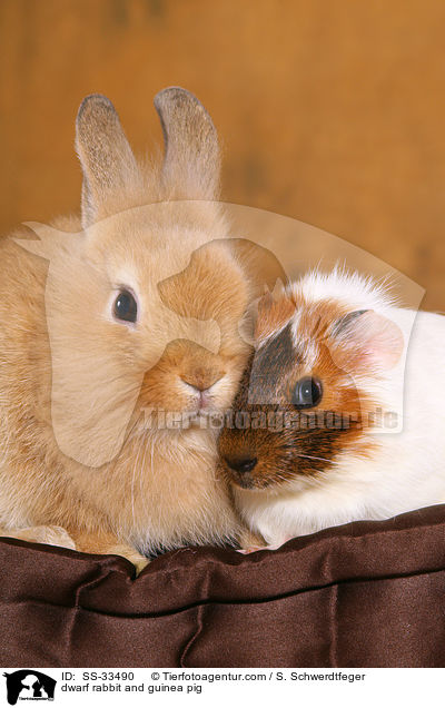 Zwergkaninchen und Meerschwein / dwarf rabbit and guinea pig / SS-33490