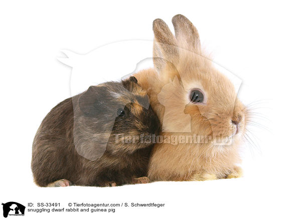 Zwergkaninchen und Meerschwein kuscheln / snuggling dwarf rabbit and guinea pig / SS-33491