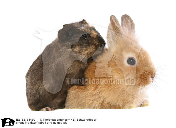 Zwergkaninchen und Meerschwein kuscheln / snuggling dwarf rabbit and guinea pig / SS-33492