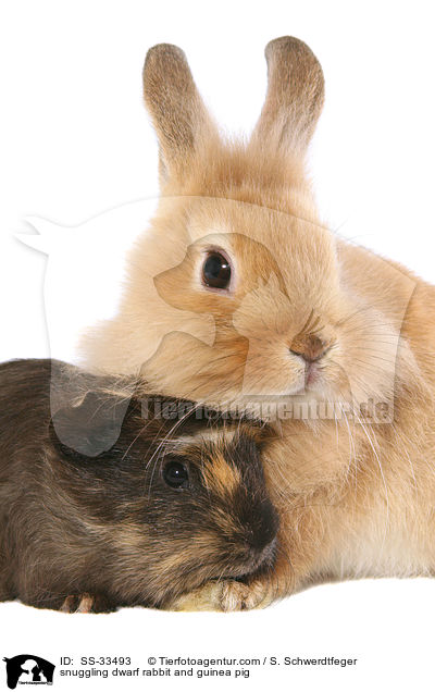 Zwergkaninchen und Meerschwein kuscheln / snuggling dwarf rabbit and guinea pig / SS-33493