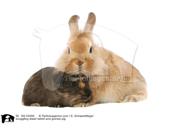Zwergkaninchen und Meerschwein kuscheln / snuggling dwarf rabbit and guinea pig / SS-33494