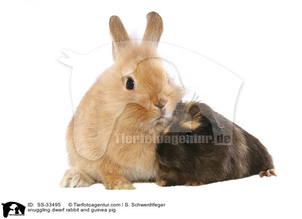 snuggling dwarf rabbit and guinea pig / SS-33495