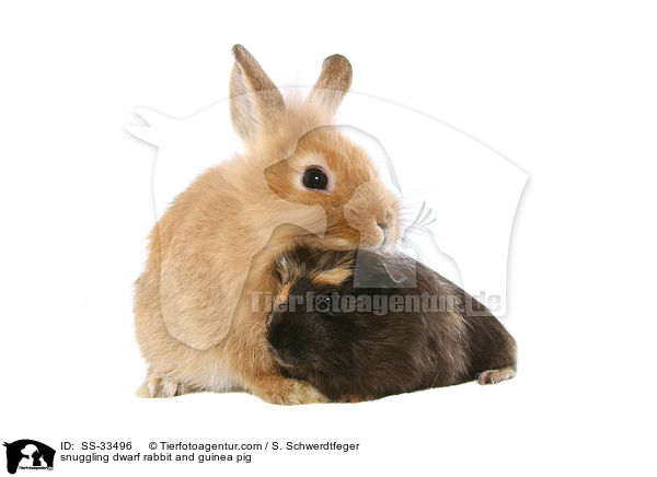 Zwergkaninchen und Meerschwein kuscheln / snuggling dwarf rabbit and guinea pig / SS-33496