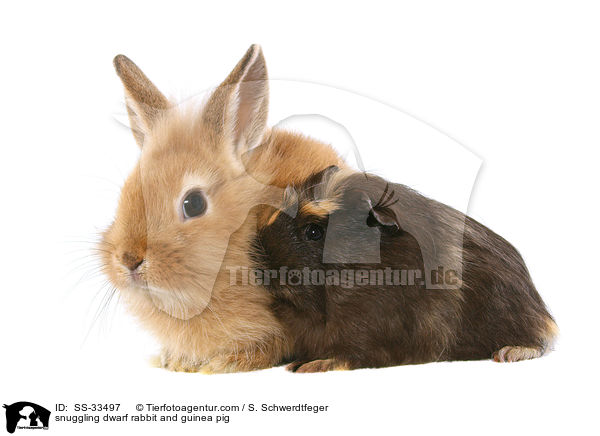 Zwergkaninchen und Meerschwein kuscheln / snuggling dwarf rabbit and guinea pig / SS-33497